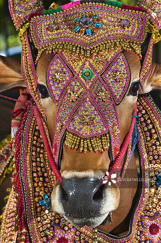 爪哇岛的凯拉潘沙皮斯公牛图片素材