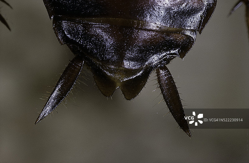 美洲大蠊（美洲蟑螂，水蠊，棕榈虫）——尾须图片素材