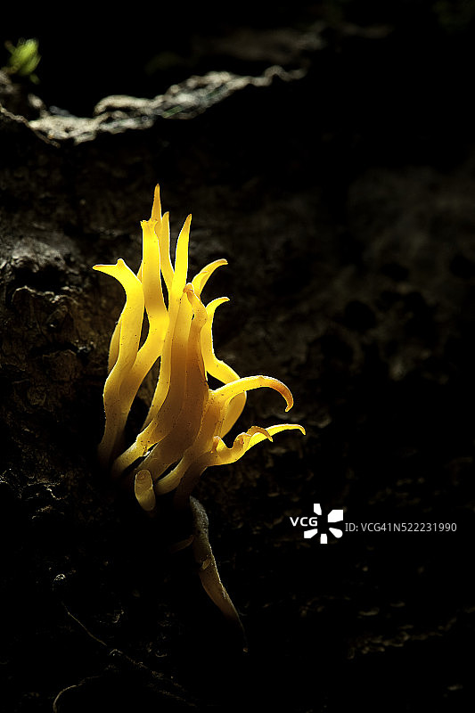 黏质角叉菜（黄色鹿角菇）图片素材