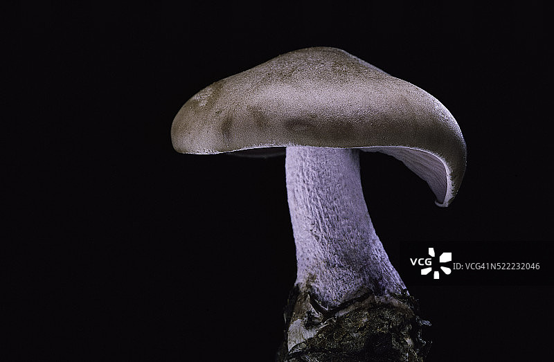 紫丁香蘑菇图片素材