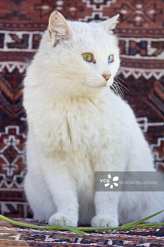 白色的猫图片素材