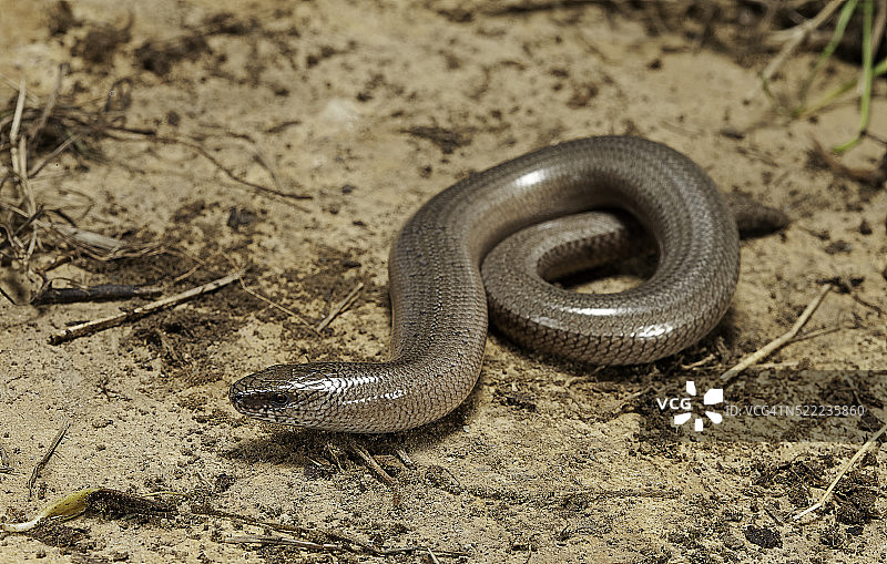 欧洲蛇蜥图片素材