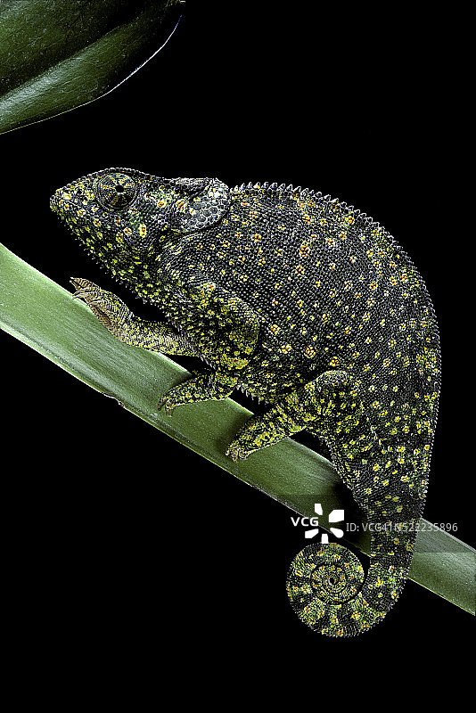 褶颈变色龙图片素材