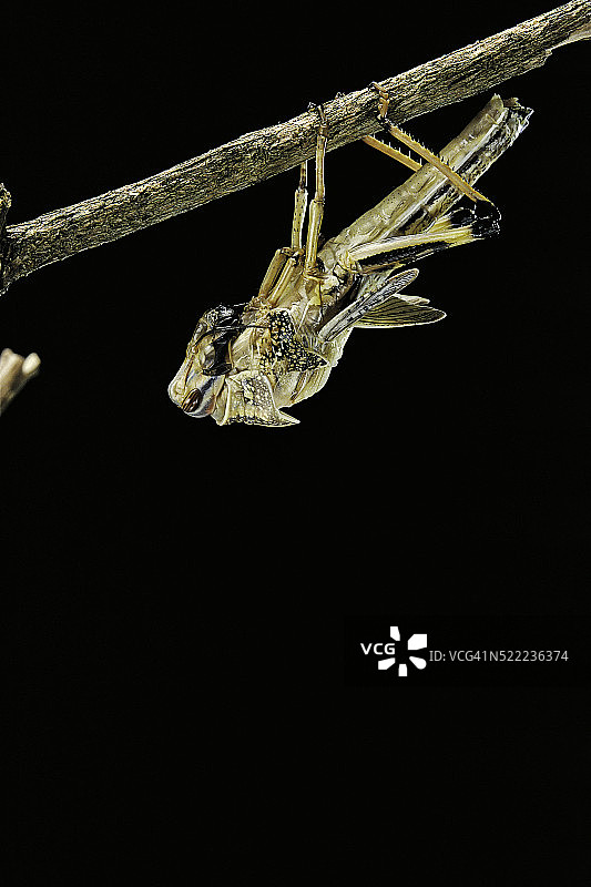 沙漠蝗虫图片素材