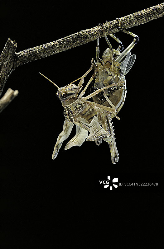 沙漠蝗虫图片素材