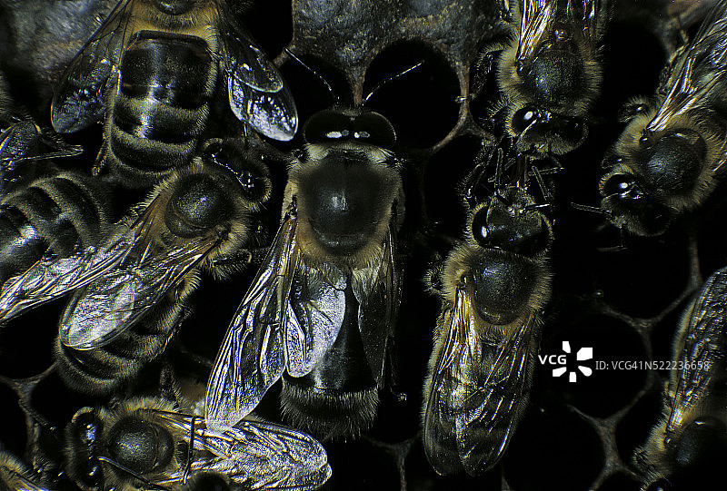 蜜蜂雄蜂与工蜂图片素材