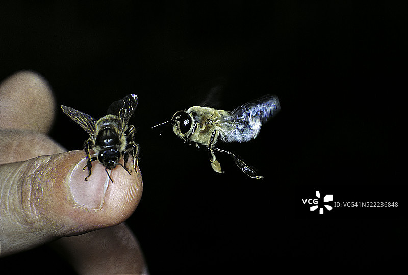 西方蜜蜂 - 雄蜂接近蜂王图片素材