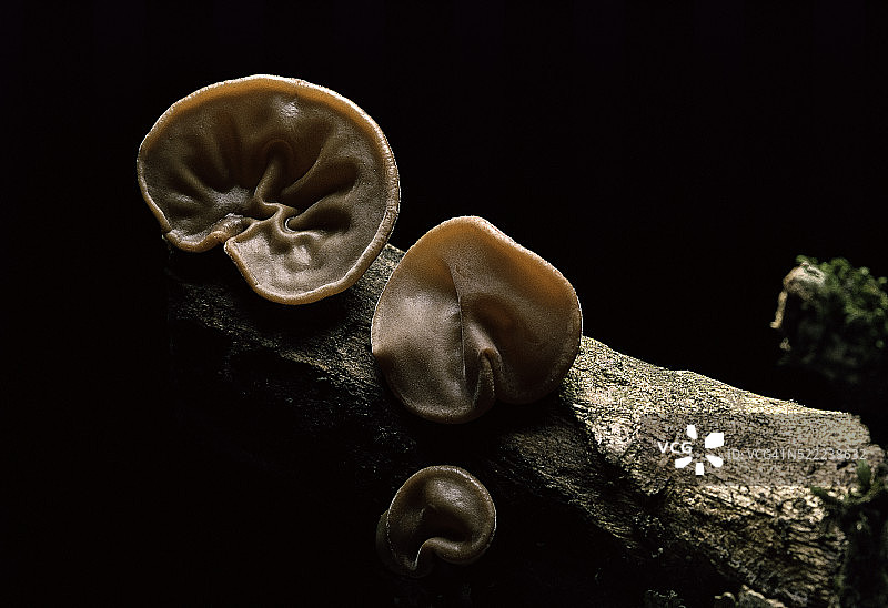 毛木耳图片素材