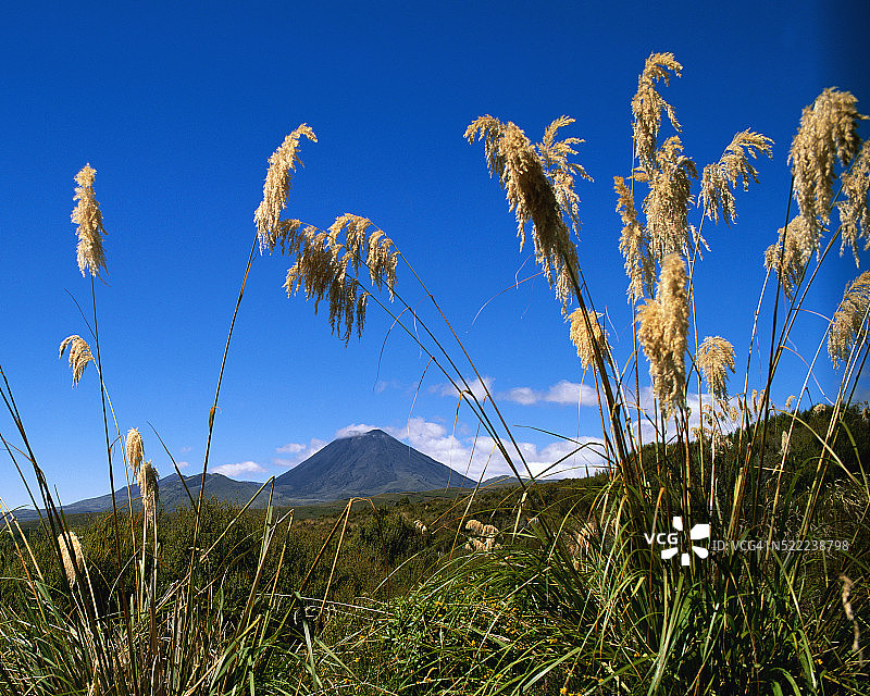 山前田野生长的芦苇图片素材