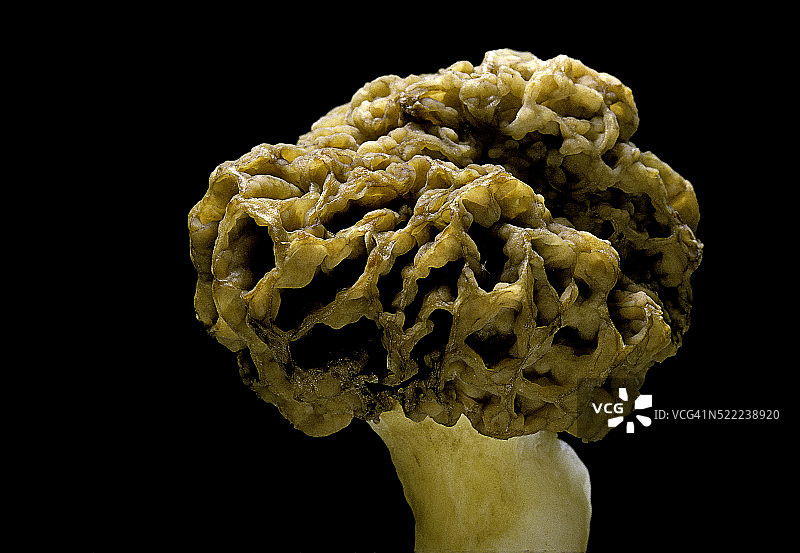 圆形羊肚菌图片素材