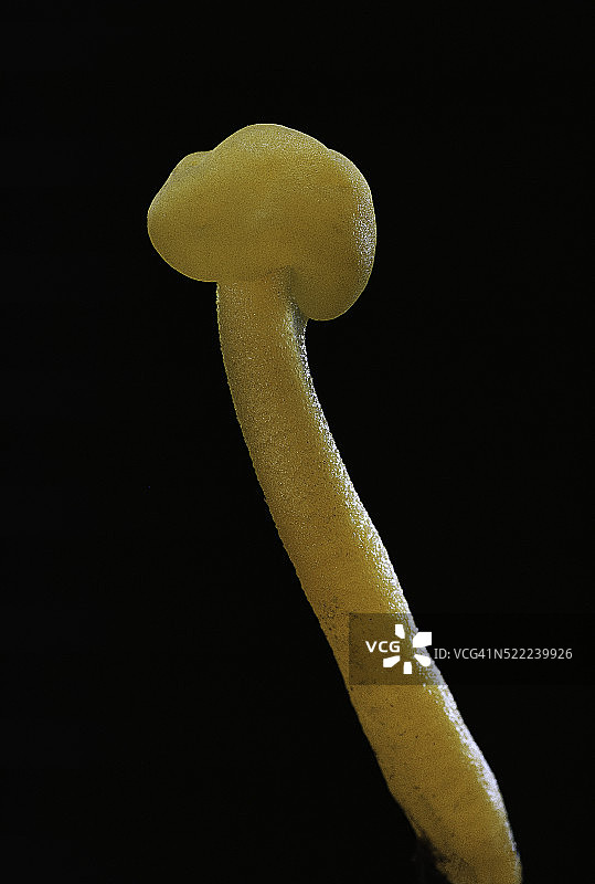 胶质小菇图片素材