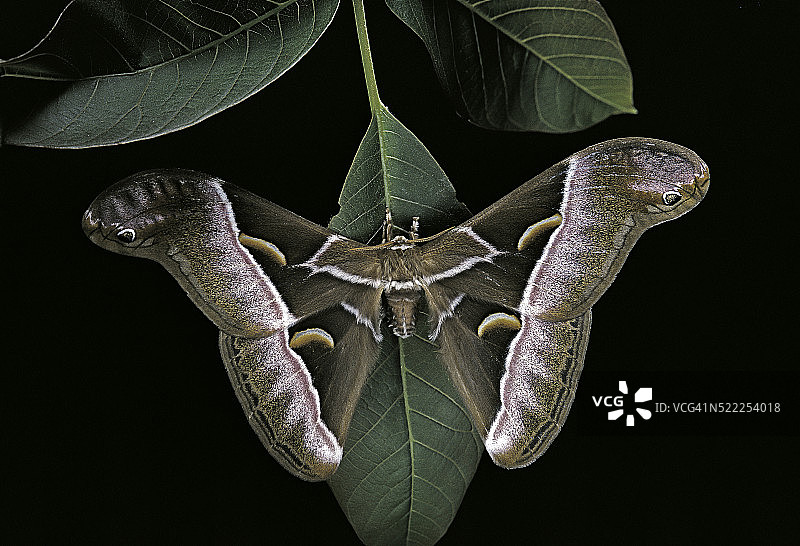 蓖麻蚕图片素材