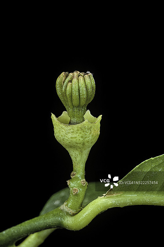 枸橼（佛手柑） - 果实 1图片素材