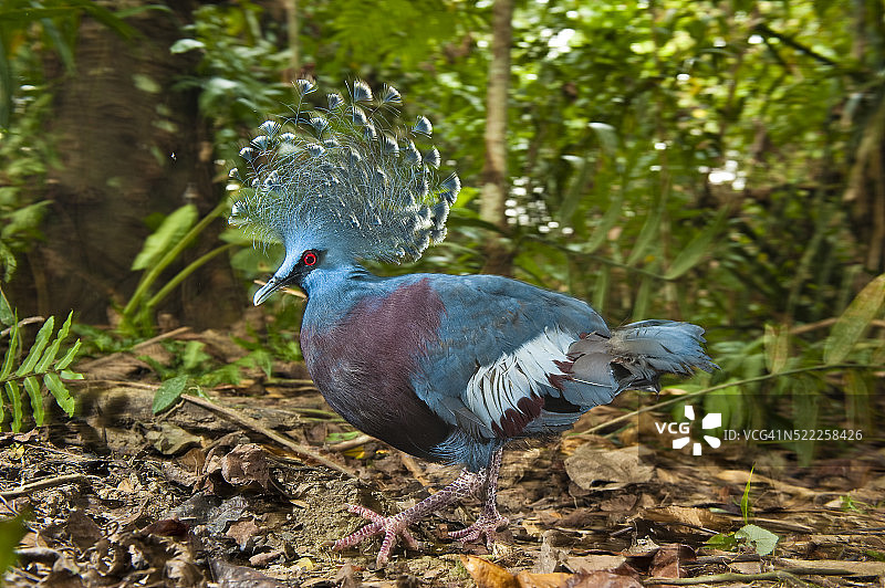维多利亚凤冠鸠图片素材