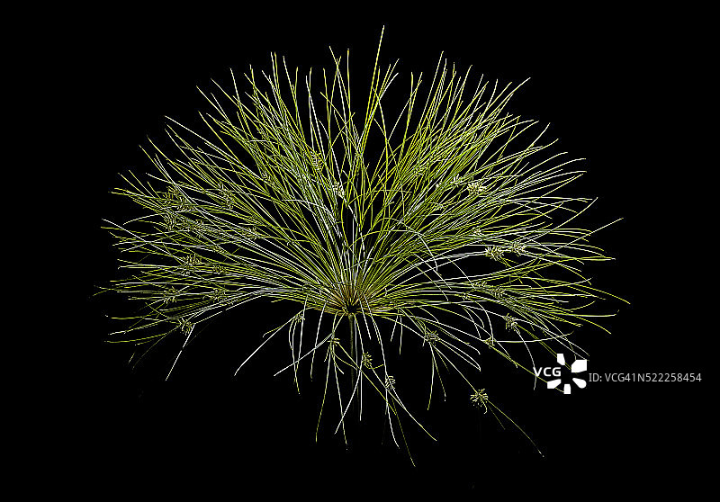 纸莎草图片素材