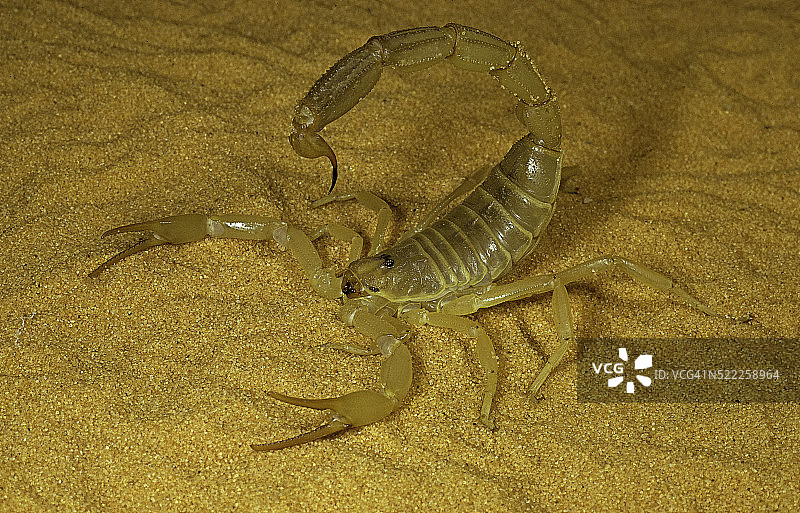 撒哈拉蝎子 - 尾巴竖起图片素材