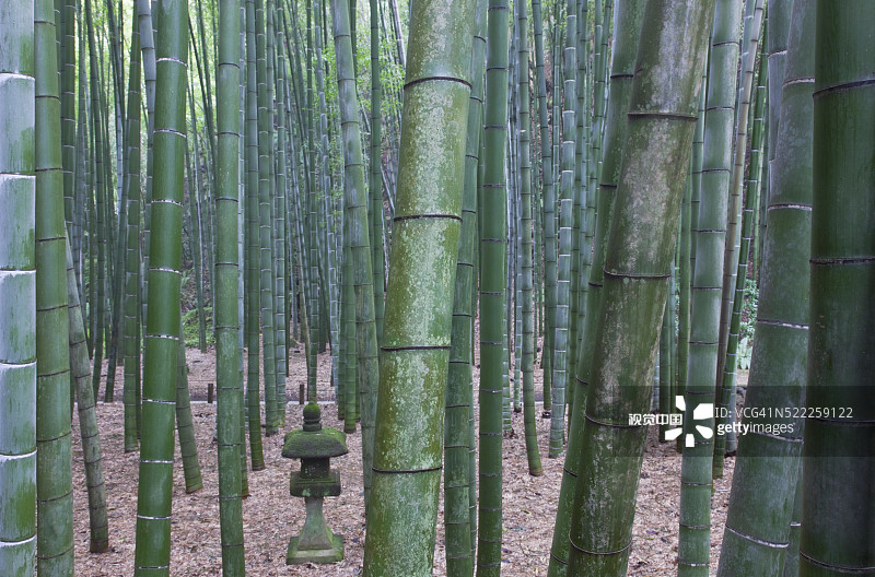 日本镰仓报国寺的毛竹园图片素材