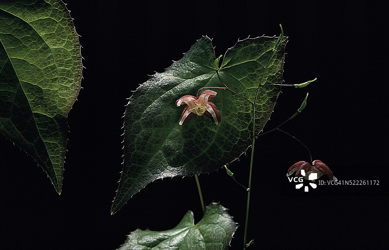 Epimedium X rubrum (红花淫羊藿)图片素材