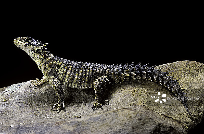 巨型环尾蜥图片素材