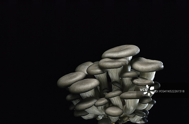 榆黄蘑图片素材