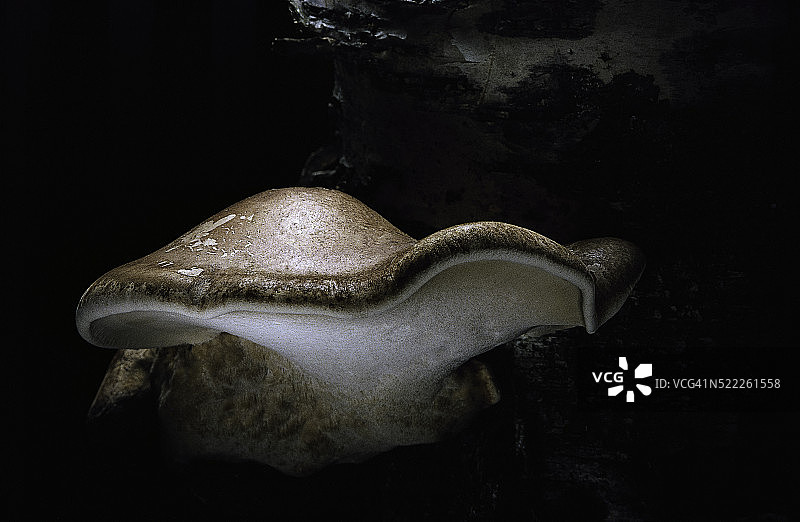 桦褐孔菌图片素材