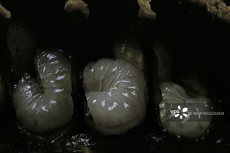 蜜蜂蜂巢幼虫横截面图片素材