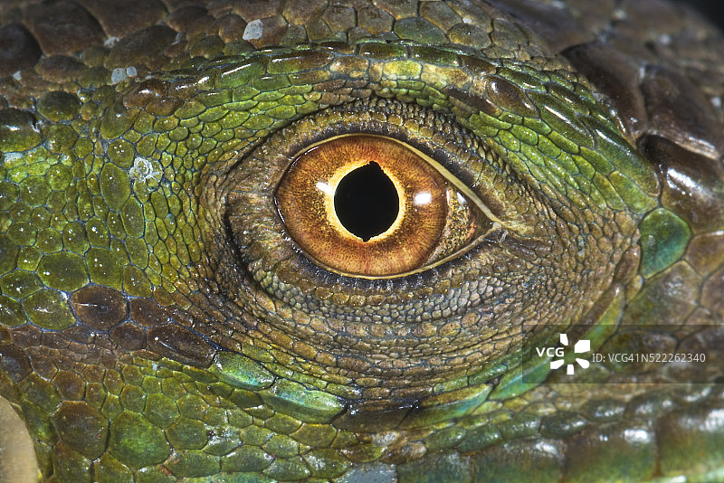 鬣蜥的眼睛图片素材