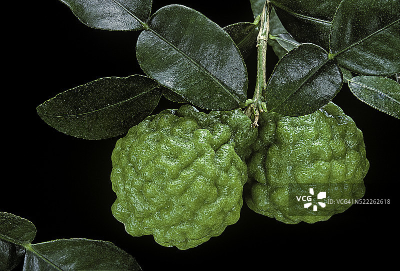 泰国柠檬图片素材