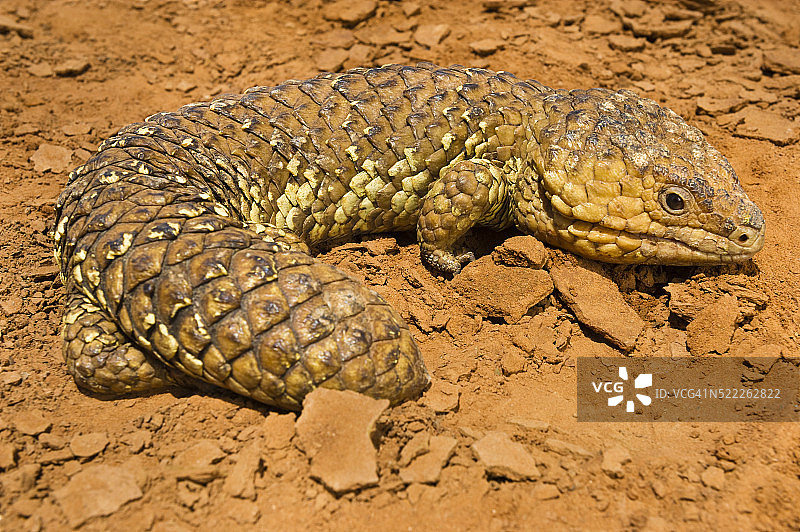 松果蜥图片素材