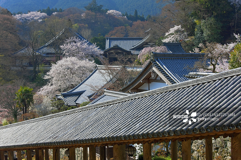 奈良县长谷寺山坡走廊与樱花图片素材