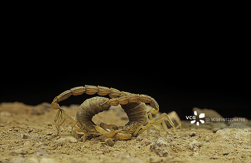 欧洲黄蝎子的交配舞图片素材