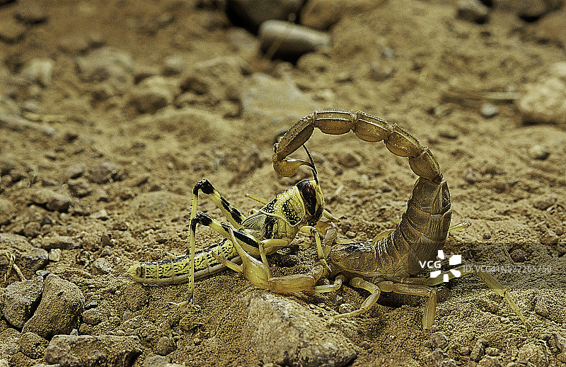 欧洲黄蝎捕食蝗虫图片素材