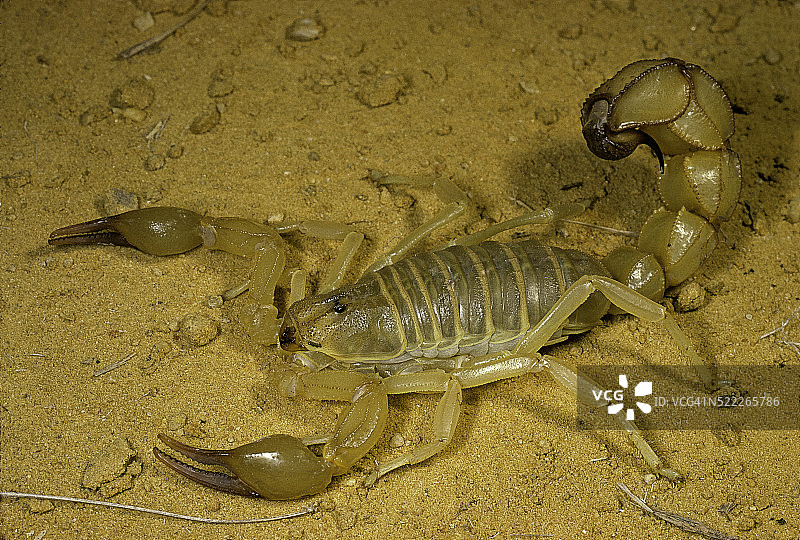 澳棕蝎（肥尾蝎，沙漠蝎）图片素材