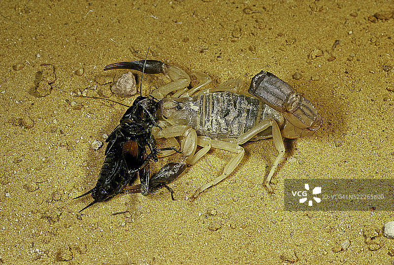 澳大利亚蝎（肥尾蝎，沙漠蝎）- 捕捉蟋蟀图片素材