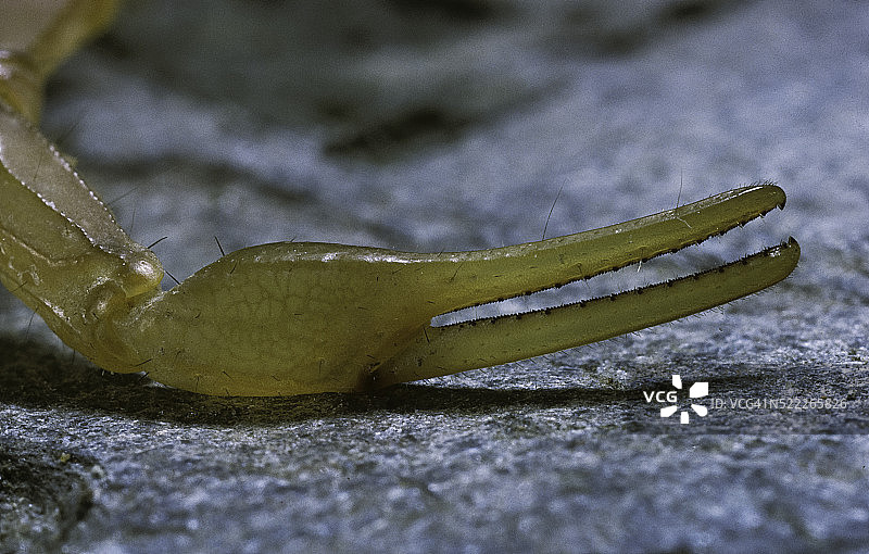 欧洲黄蝎的蝎钳图片素材