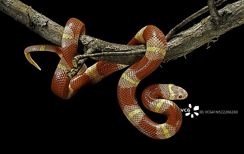 白化蓝纹蛇(乳蛇)图片素材