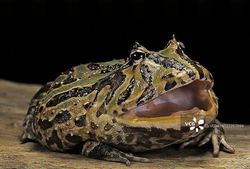 克氏角花蟾图片素材