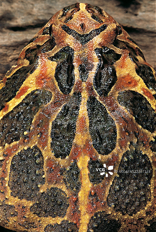 钟角蛙图片素材