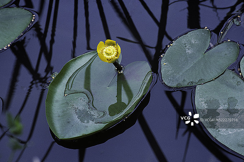 睡莲（黄睡莲，白兰地瓶，瓣状睡莲，牛睡莲）图片素材