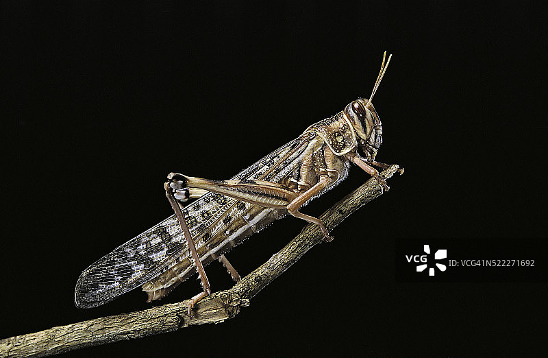 沙漠蝗图片素材