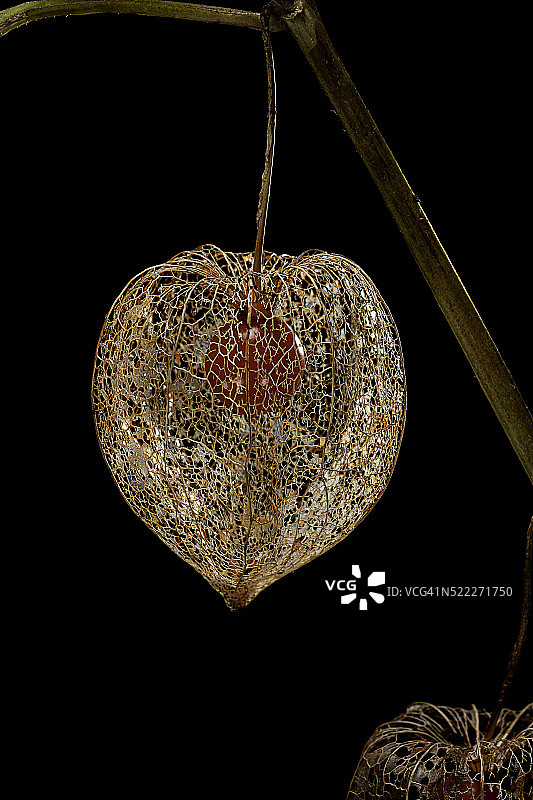 酸浆果图片素材