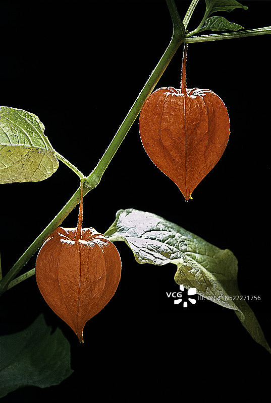 酸浆果图片素材