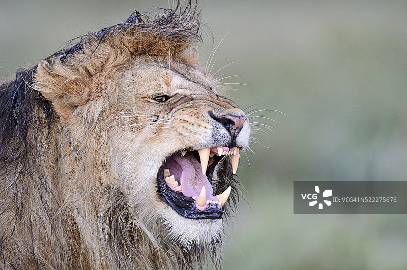 鬃毛狮子的画像图片素材