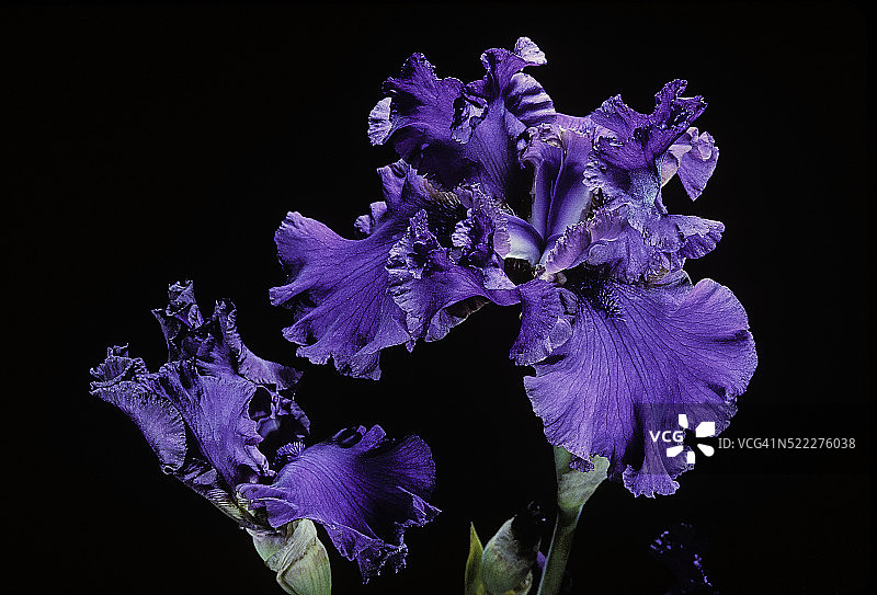 鸢尾花 ‘Mulberry Punch’图片素材