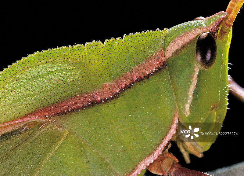 锯缘条背草蜢肖像图片素材