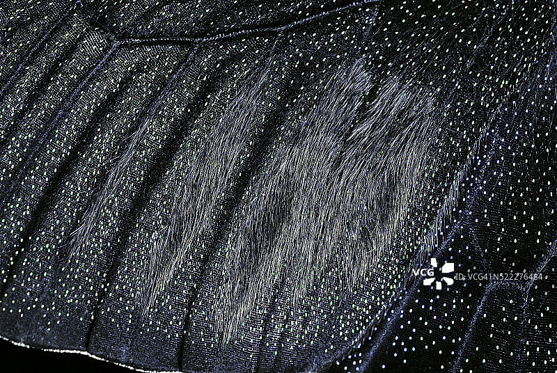 蓝孔雀凤蝶翅膀细节：雄性鳞片图片素材