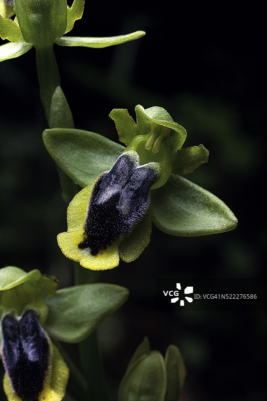 黄蜂兰图片素材