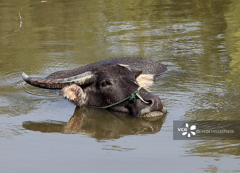 越南会安水塘中的水牛图片素材
