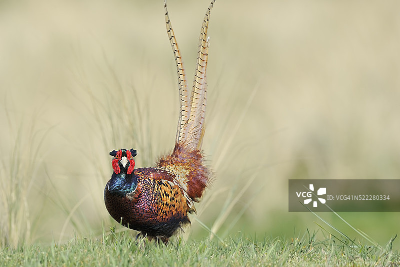 雄性雉鸡图片素材