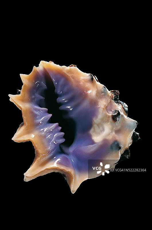 瘤法螺图片素材